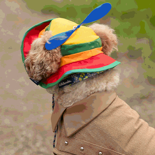 gif with matching hats and tpos for dogs and their owners