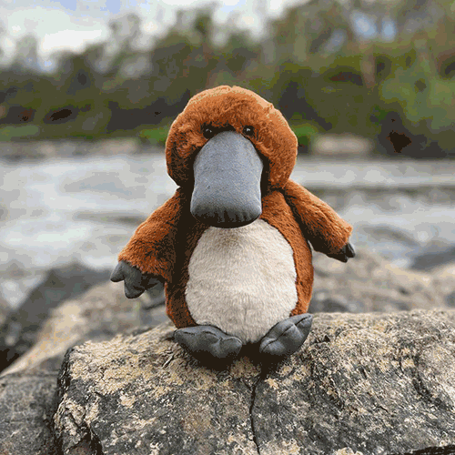 gif with plush toys of Australian animals 