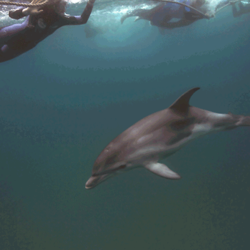 A gif of dolphins underwater swimming together. 