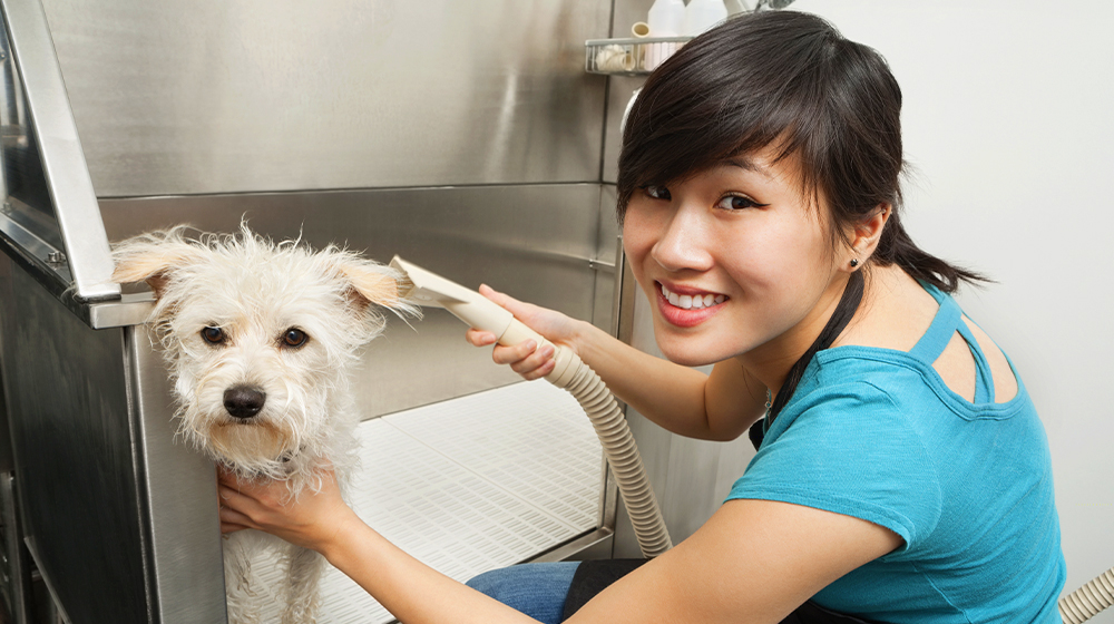 An Asian woman grooming a white terrier.
