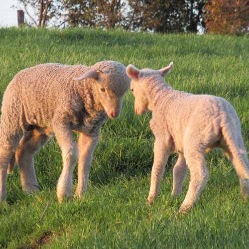 Sheep headbutting.