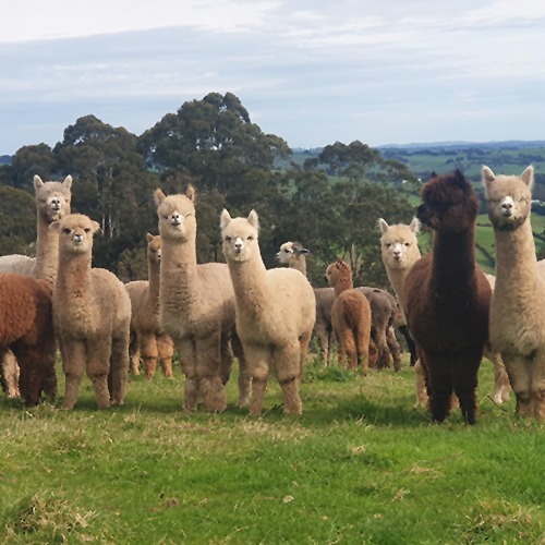 Several white and brown alpacas, standing in an open grassy field, looking at the camera.