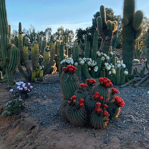 A gif of different people walking around tall cactuses out in the desert.