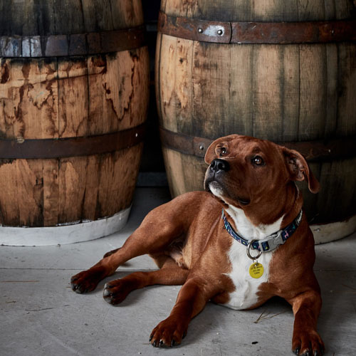Dog sitting in front of whiskey barrels
